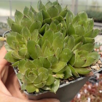 Sempervivum Olivette (dw)