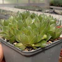 Sempervivum Olivette (dw)