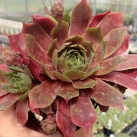 Sempervivum cv. Othello (dw)