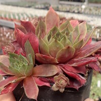 Sempervivum cv. Othello (dw)