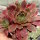 Sempervivum cv. Othello (dw)