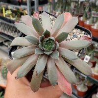 Sempervivum Packardian (dw)
