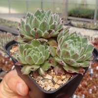 Sempervivum Raspberry Ice Hybr. (dw)