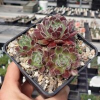 Sempervivum Raspberry Ice Hybr. (dw)