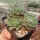 Sempervivum Raspberry Ice Hybr. (dw)