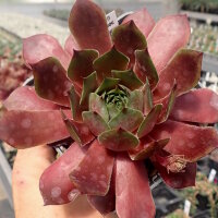 Sempervivum cv. Red Skin (dw)