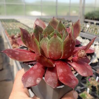 Sempervivum cv. Red Skin (dw)