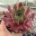 Sempervivum cv. Red Skin (dw)