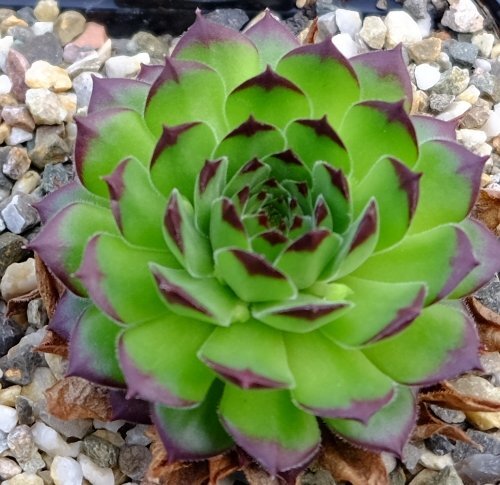 Sempervivum Ronsdorfer Hybride (dw)