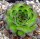 Sempervivum Ronsdorfer Hybride (dw)