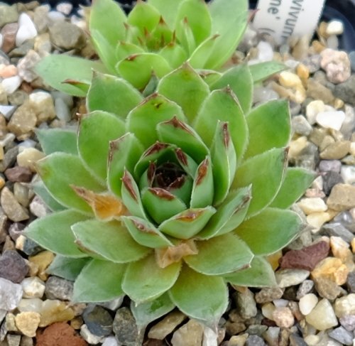 Sempervivum Silvertone (dw)