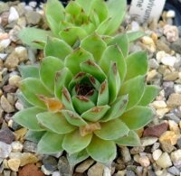 Sempervivum Silvertone (dw)