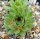 Sempervivum Silvertone (dw)
