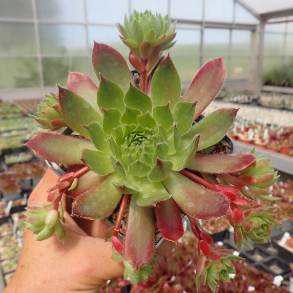 Sempervivum Sioux (dw)