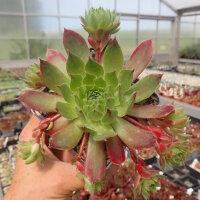 Sempervivum Sioux (dw)