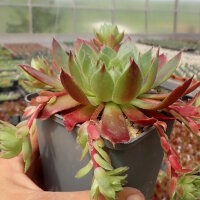 Sempervivum Sioux (dw)