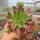 Sempervivum Sioux (dw)