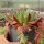 Sempervivum Sioux (dw)
