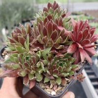 Sempervivum Spherette (dw)
