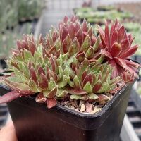 Sempervivum Spherette (dw)
