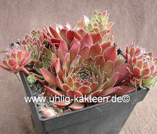 Sempervivum Sprode (dw)