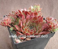 Sempervivum Sprode (dw)