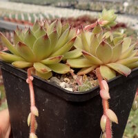 Sempervivum Sunkist (dw)
