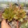 Sempervivum Sunkist (dw)