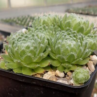 Sempervivum Tamberlane (dw)