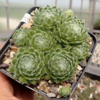 Sempervivum Tamberlane (dw)