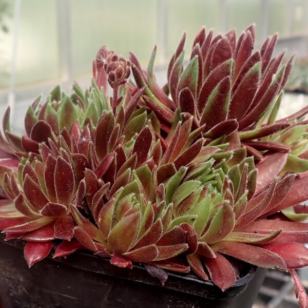 Sempervivum cv. Terracotta Baby (dw)