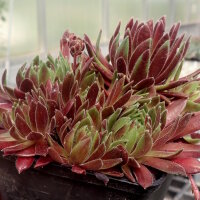 Sempervivum cv. Terracotta Baby (dw)