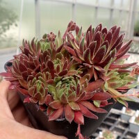 Sempervivum cv. Terracotta Baby (dw)