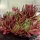 Sempervivum cv. Terracotta Baby (dw)