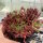 Sempervivum cv. Terracotta Baby (dw)