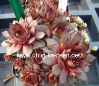 Sempervivum Turmalin (dw)