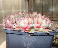 Sempervivum Turmalin (dw)