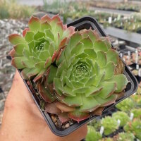 Sempervivum Winter Beauty (dw)