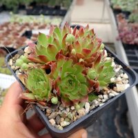 Sempervivum Winter Beauty (dw)
