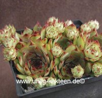 Sempervivum Zirkon (dw)