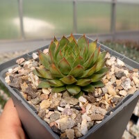 Sempervivum Chick Charms® Gold Rush (dw)
