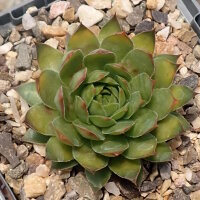Sempervivum Chick Charms® Gold Rush (dw)