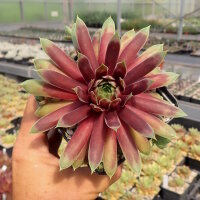 Sempervivum Chick Charms® Gold Rush (dw)
