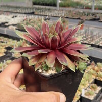 Sempervivum Chick Charms® Gold Rush (dw)