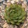 Sempervivum Chick Charms® Gold Rush (dw)