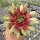 Sempervivum Chick Charms® Gold Rush (dw)