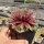 Sempervivum Chick Charms® Gold Rush (dw)