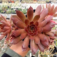 Sempervivum Chick Charms® Chocolate Kiss (dw)