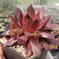 Sempervivum Chick Charms® Chocolate Kiss (dw)