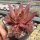 Sempervivum Chick Charms® Chocolate Kiss (dw)